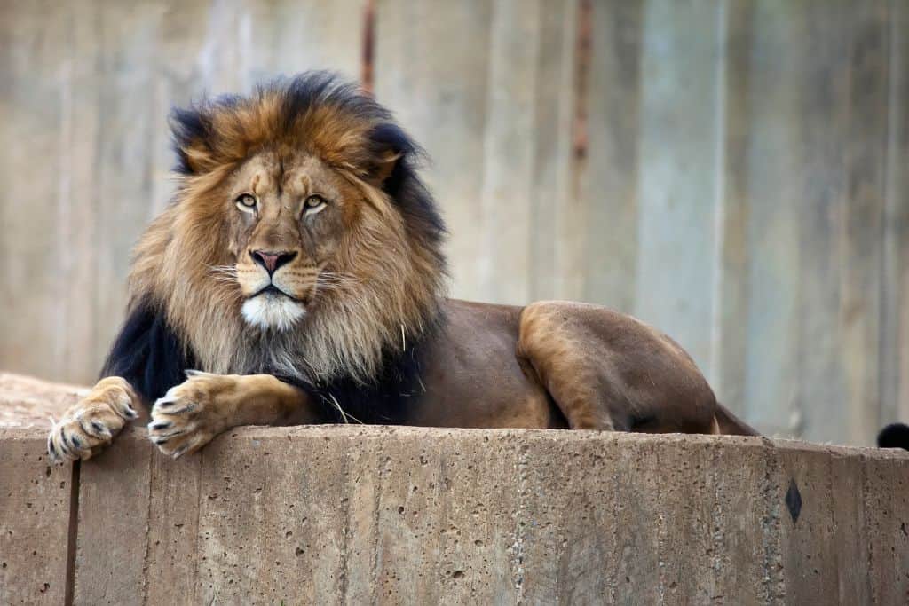 Lions at the zoo.