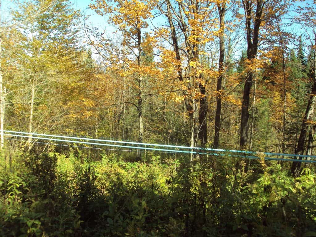 Maple syrup tubing along the road for Aprils Maple.