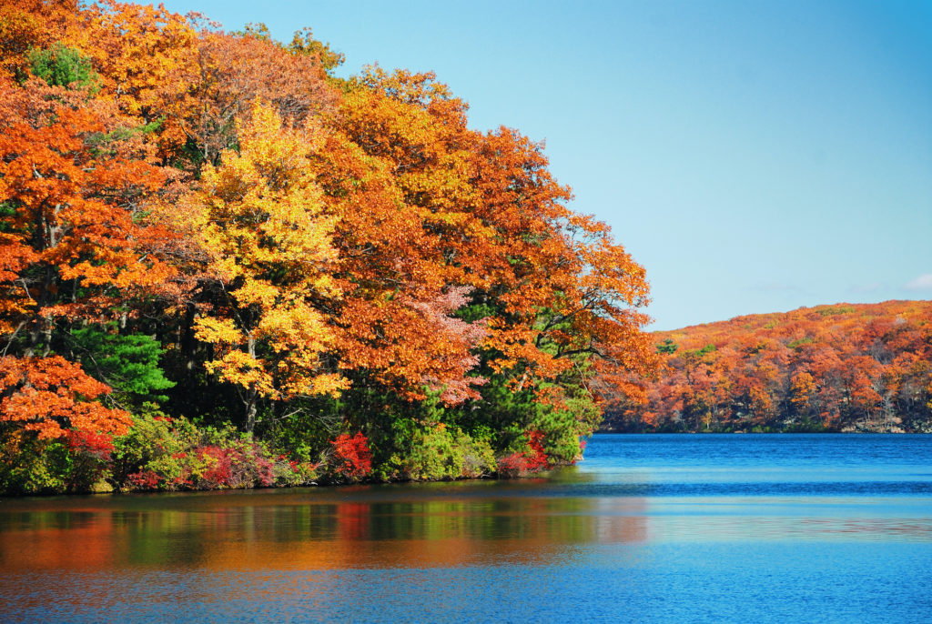 Visiting Aprils Maple in the Fall is one of the most gorgeous Seans to do so. The leaves are turning and blazing in reds, yellow, and golds.