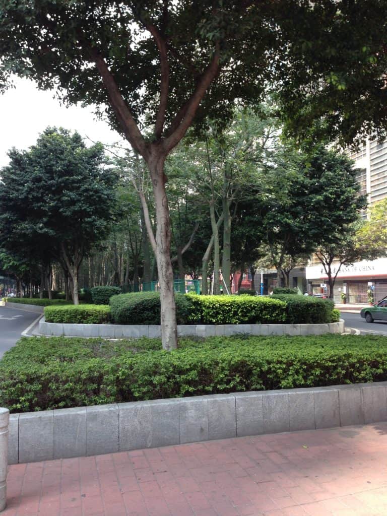 The decorative gardens between the lanes of the street I lived on in Zhujiang New Town.