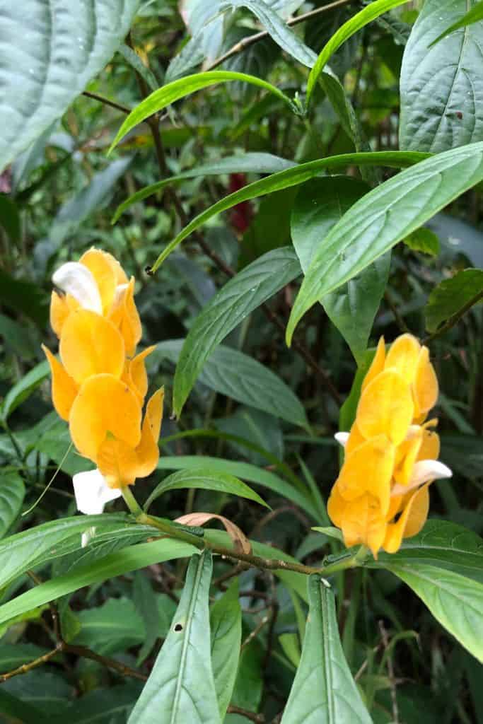 The colorful tropical blooms at the top of the botanical garden on Mount Isabel de Torres.