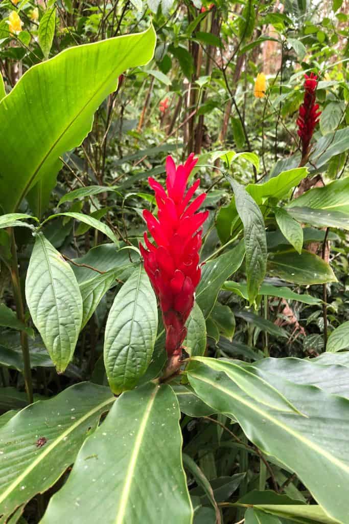 Another gorgeous bloom in the botanical gardens on Mount Isabel de Torres.