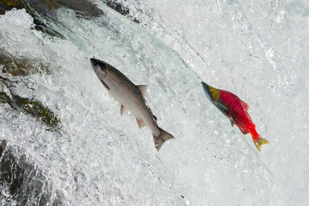 Ketchikan was built on salmon, so make sure to try some when in the city.