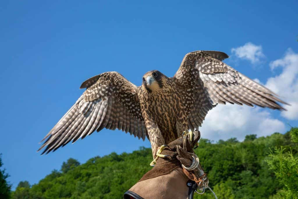 Make sure to visit the Raptor Center as one of the things to do in Sitka Alaska in just one day.