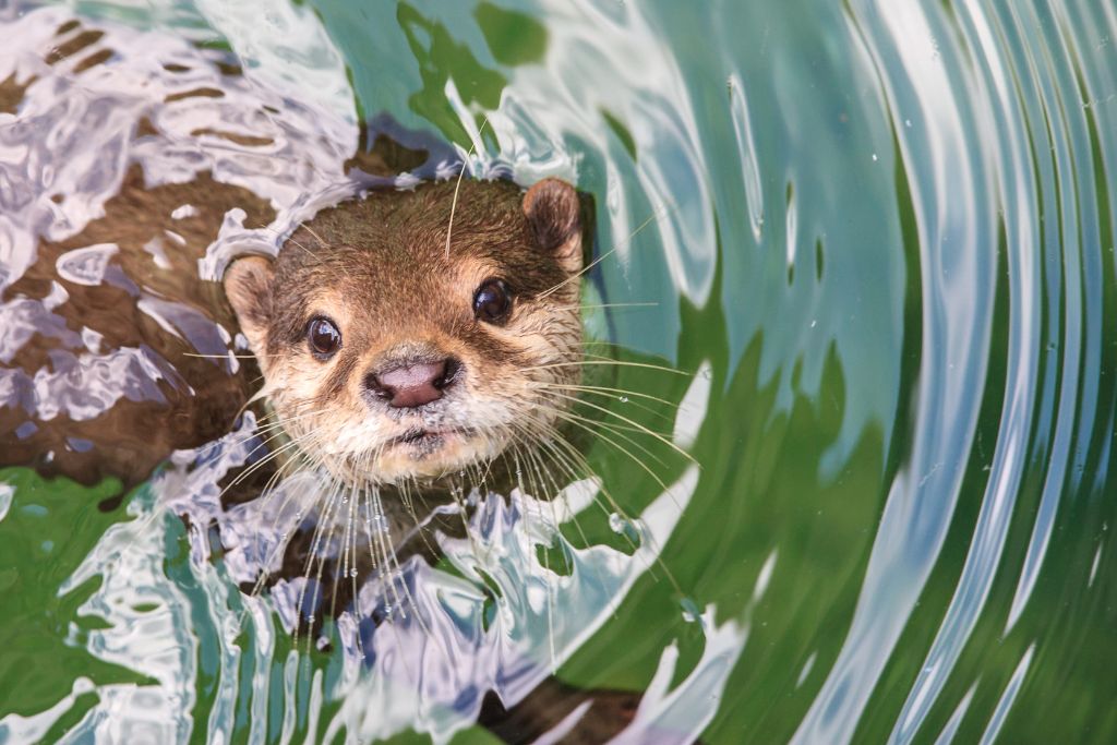 Spotting these adorable otters in the wake of the cruise ship was easy to do when floating through Glacier Bay National Park.