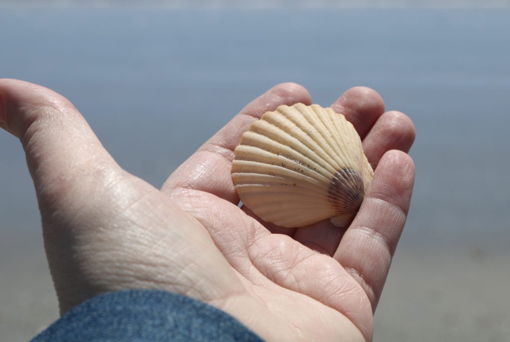 A beautiful shell from one of my favorite home state beaches, Salty Brine Beach in Galilee.