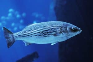 A striped bass swimming in the ocean.