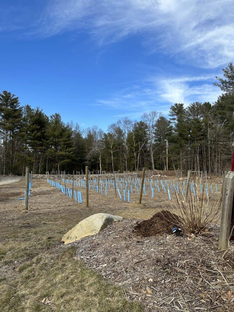 Young grape vines at Mulberry Vineyards in Chepachet.