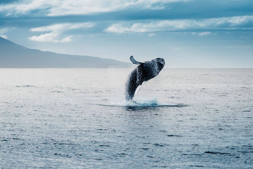 Choose one of the established whale watching tours to catch a glimpse of these majestic creatures.