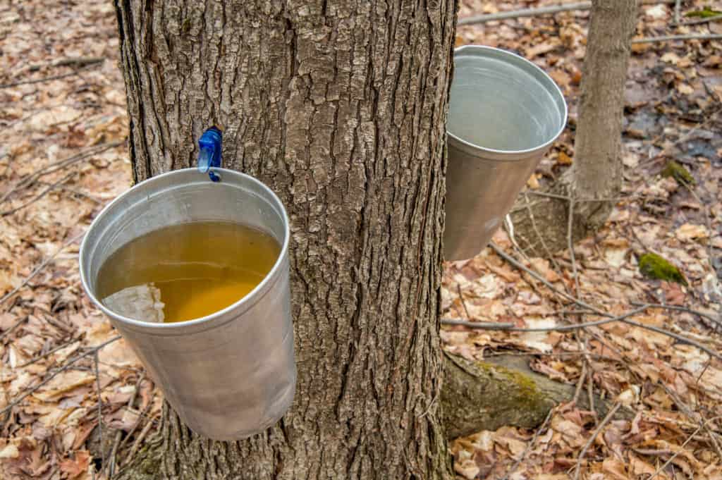 Pails like this are used to collect sap from the maple trees to produce maple syrup.