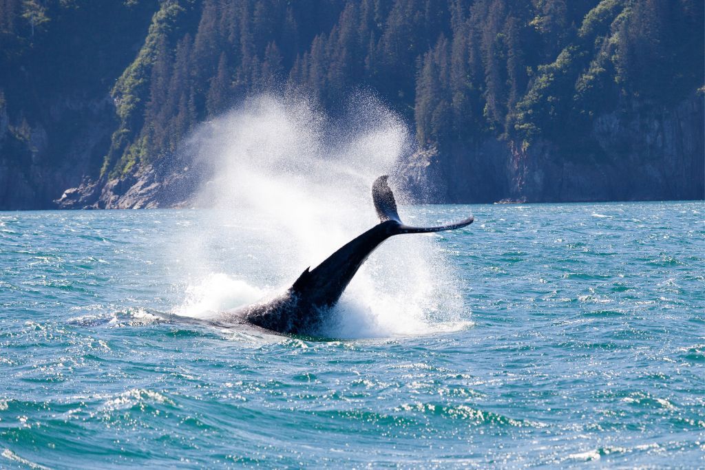 Book a whale watching excursion from Icy Strait Point.