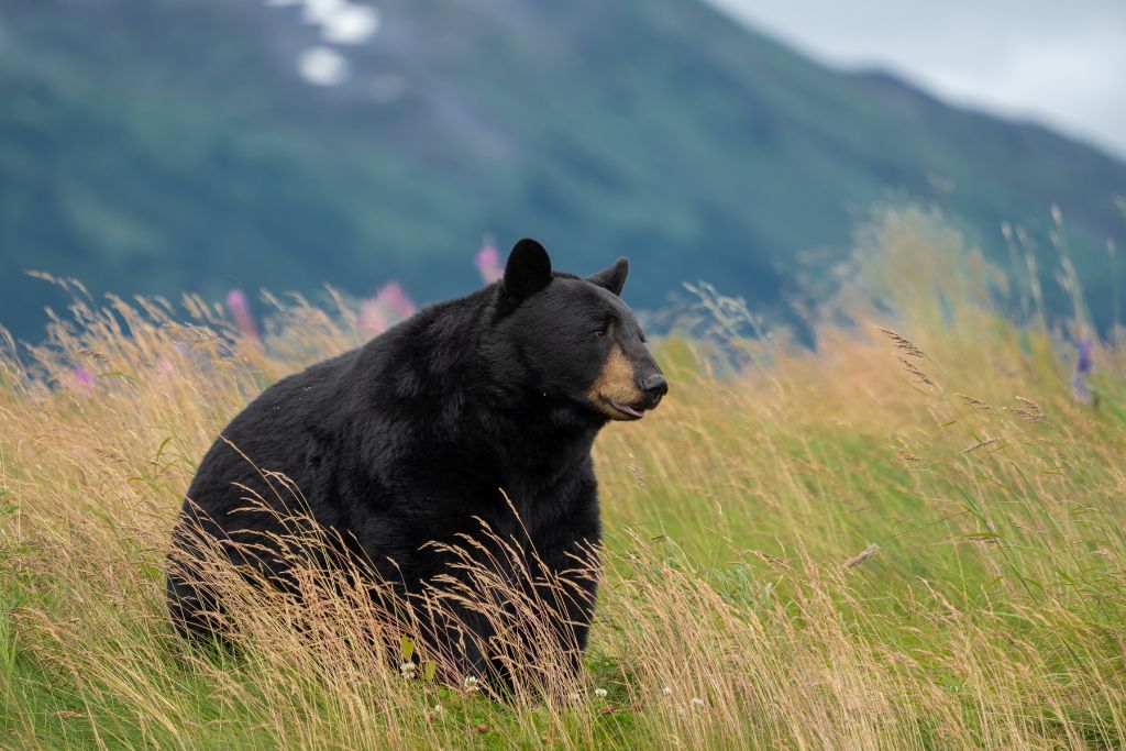 Excursions from Ketchikan can bring you into the wilderness to watch the black bears in their natural habitat.