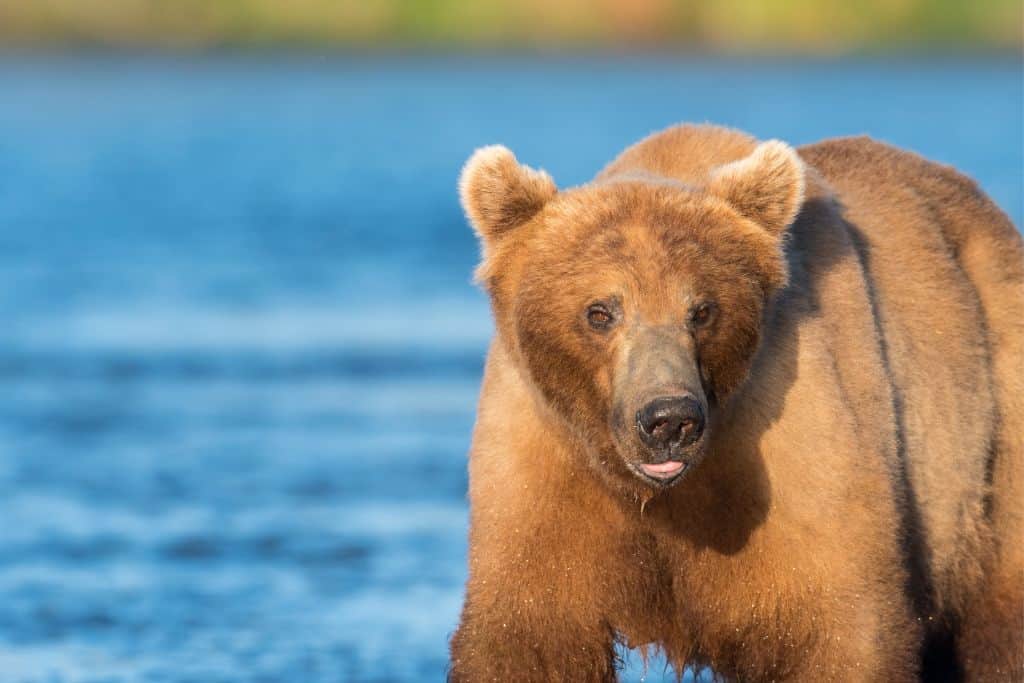 One of the things to do in Sitka Alaska in just one day is to visit the Fortress of the Bears to see the reduced brown bears.