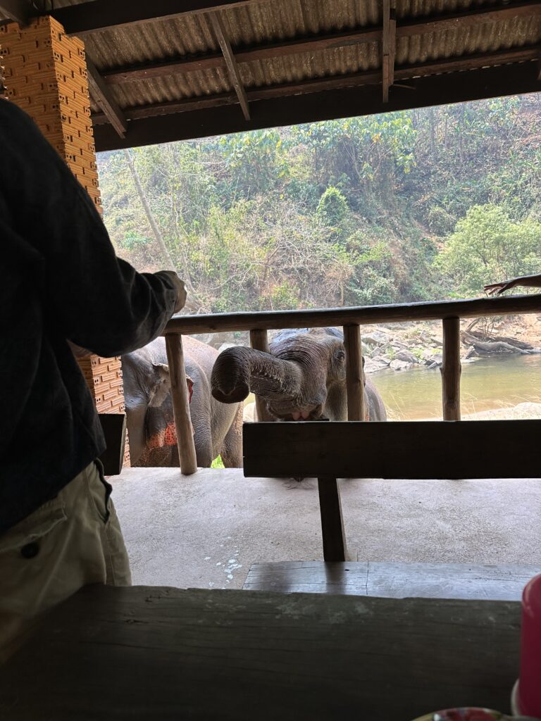The elephants were up close to the covered pavilion at Smile Elephant Sanctuary in Chiang Mai