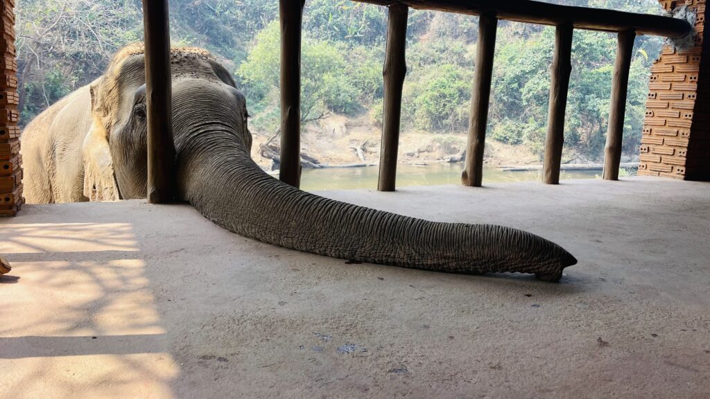 Hello Boonsri! She's looking for a snack at Smile Elephant Sanctuary in Chiang Mai