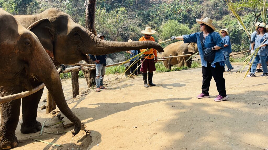 Feeding the elephants sugarcane at Smile Elephant Sanctuary in Chiang Mai