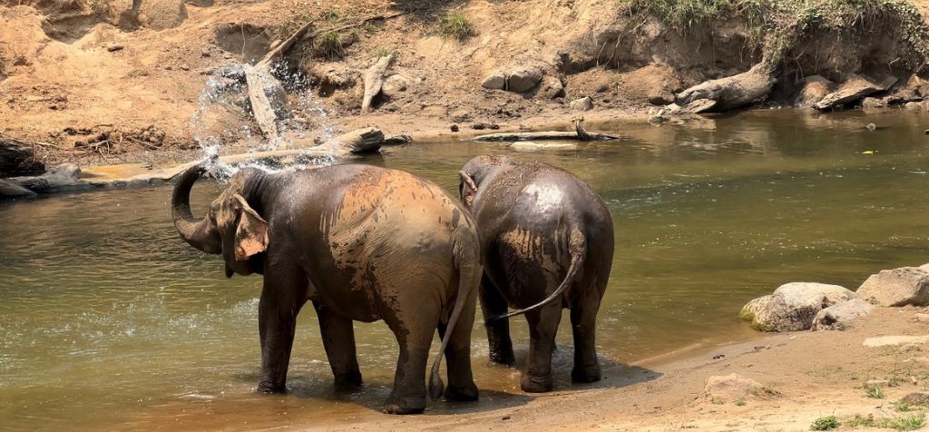 2 elephants grazing by the river.