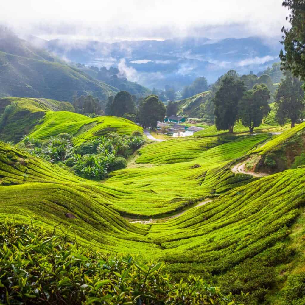 Green rolling hills of the tea plantations.