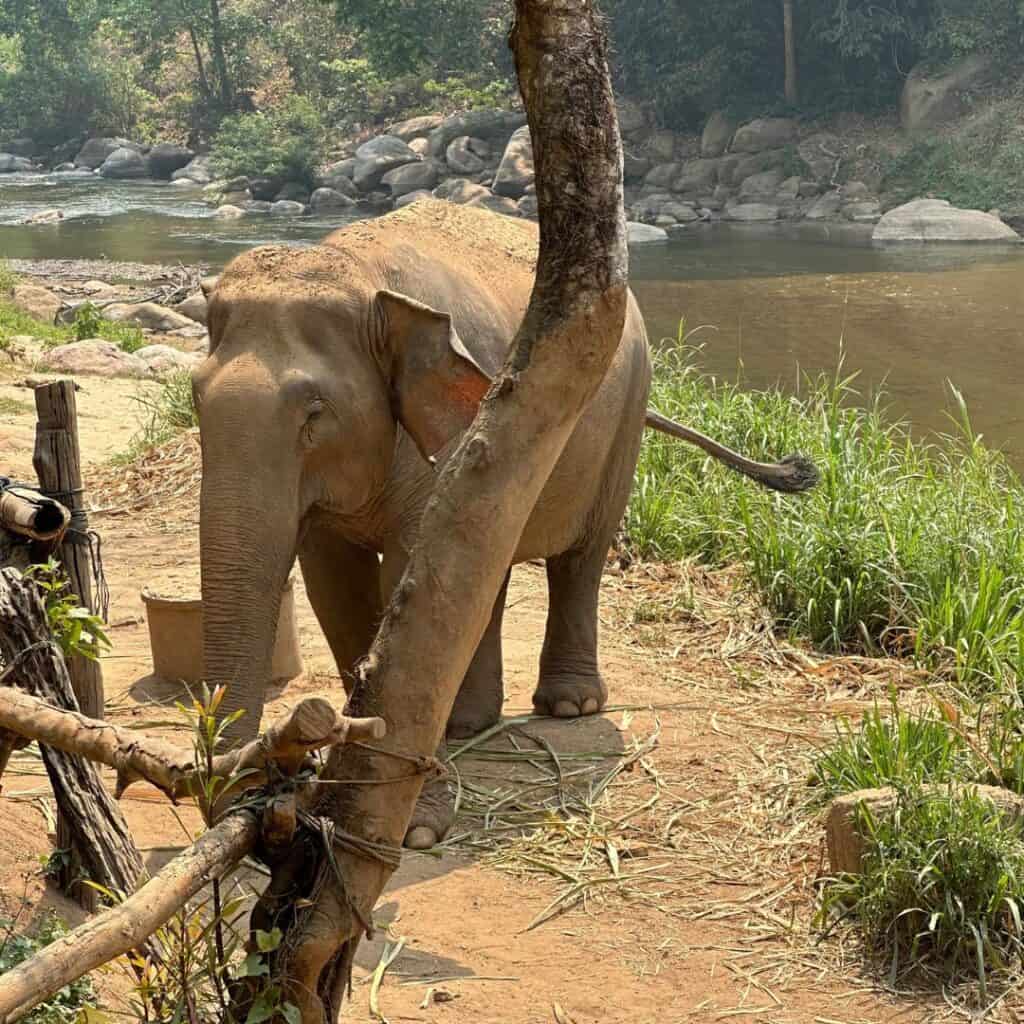 A dusty elephant at the animal sanctuary.