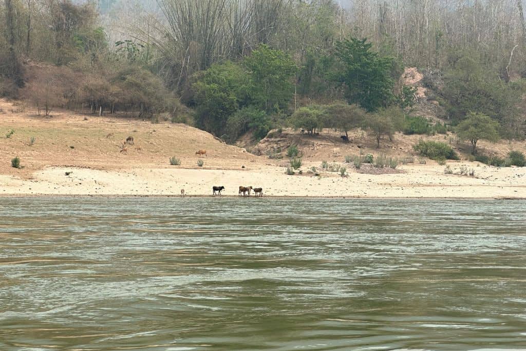 Several water buffalo standing on the shore along the Mekong River.