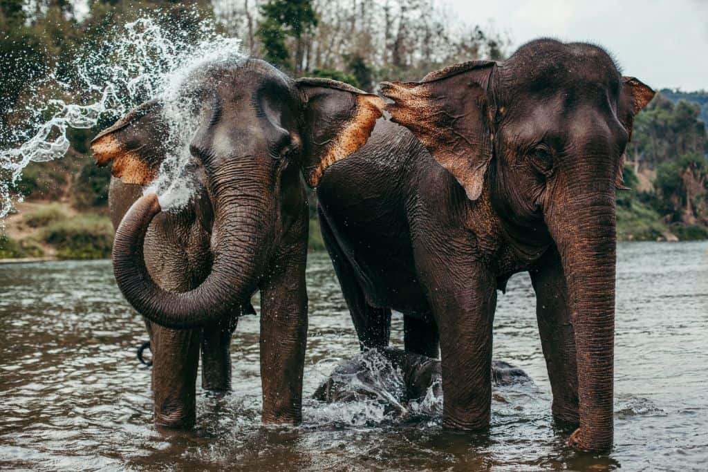 2 dark elephants with one of them spraying water from their trunk.