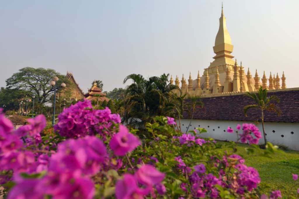 A golden temple in the distance and bright pink flowers in the foreground.